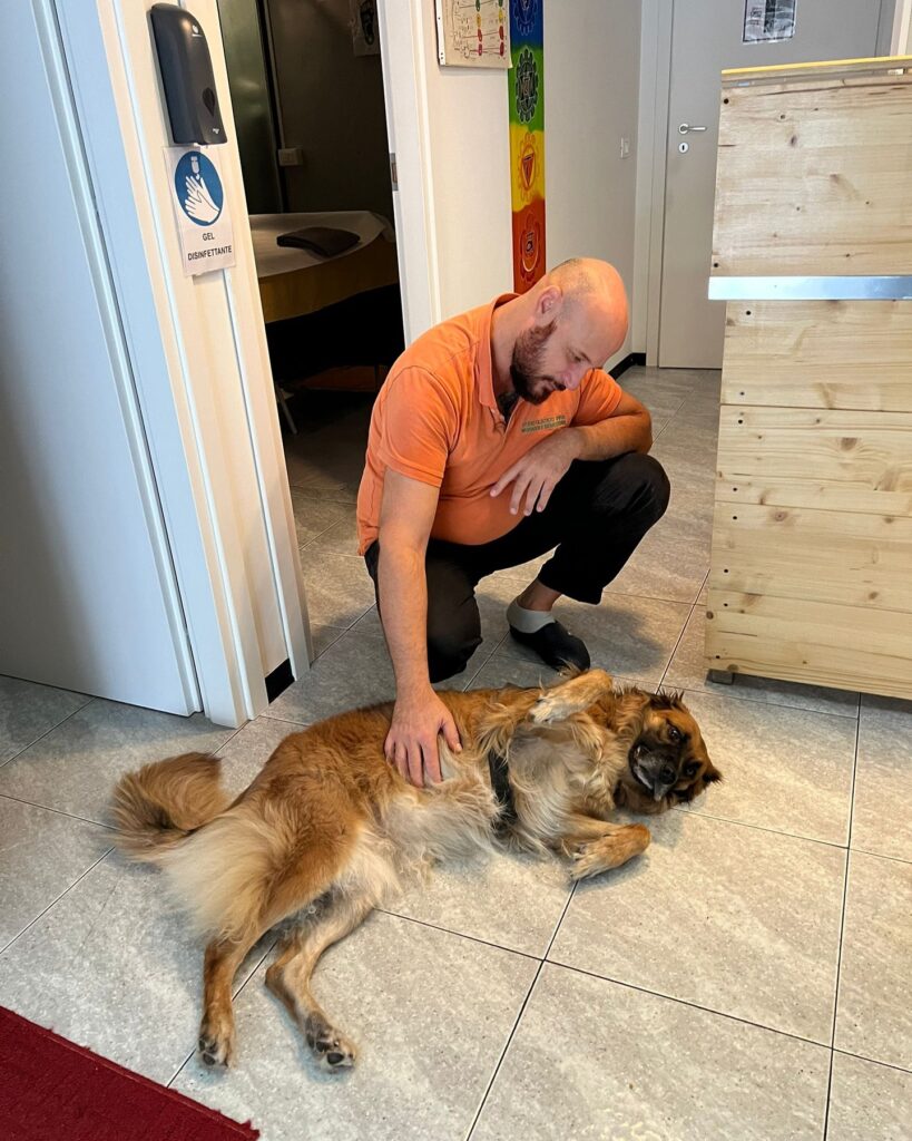 Anche i vostri bau si rilassano in studio.